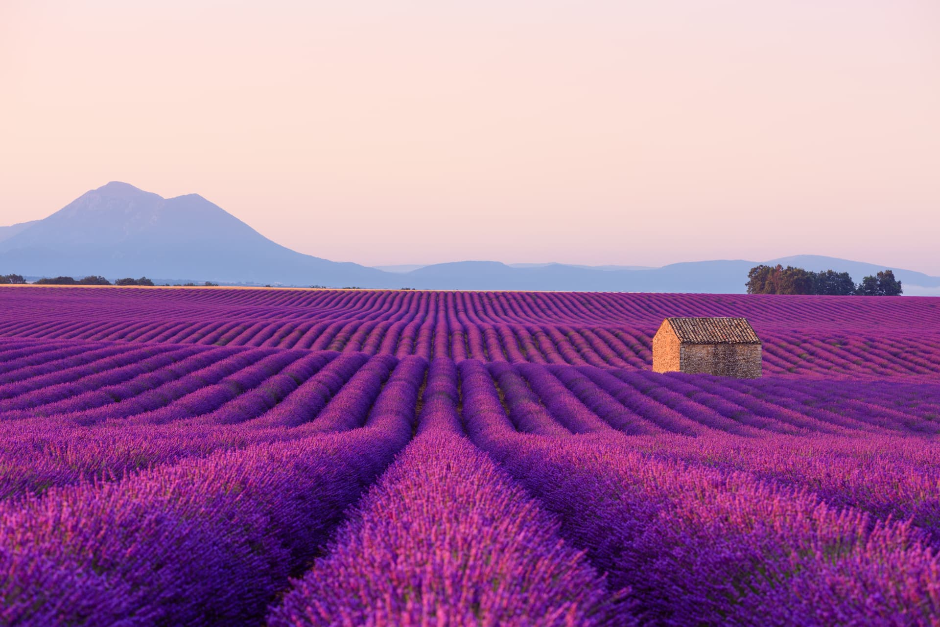 Champs de lavande en Provence au coucher du soleil